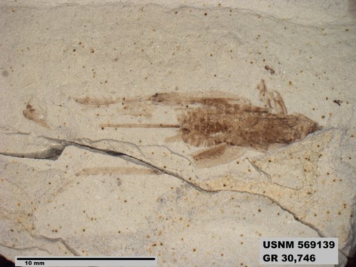 Genus sp