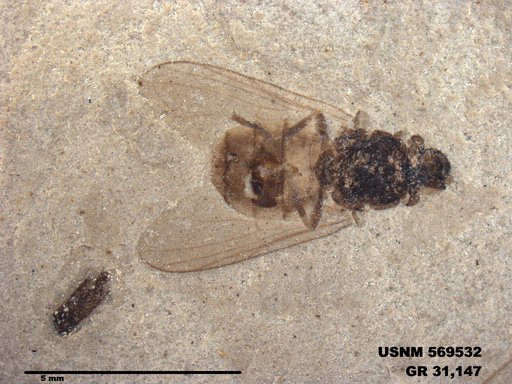 Insecta