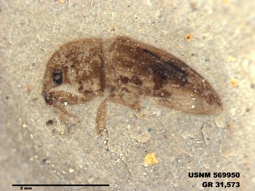 Insecta