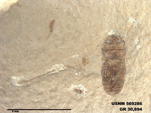 Insecta