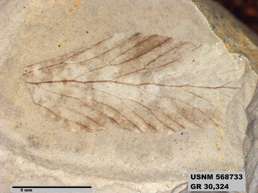 Insecta