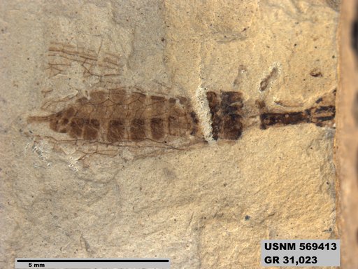 Genus sp
