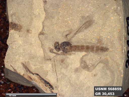 Insecta