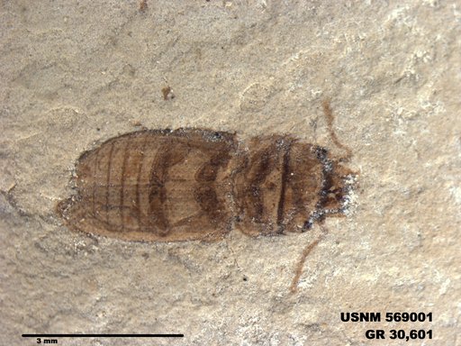 Insecta