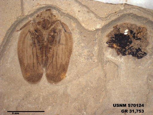Genus sp