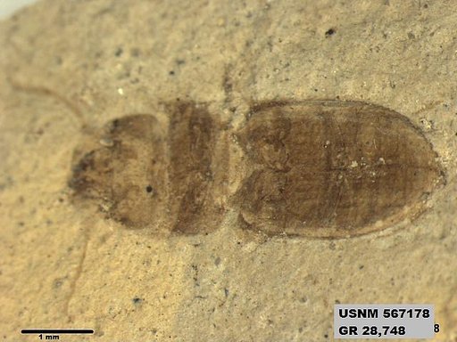 Insecta