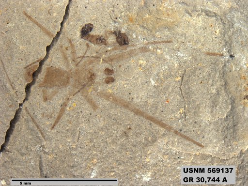 Insecta