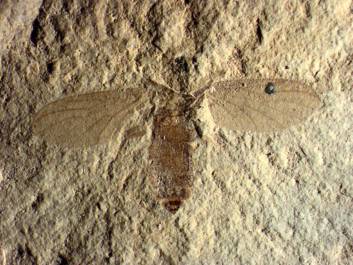 Insecta