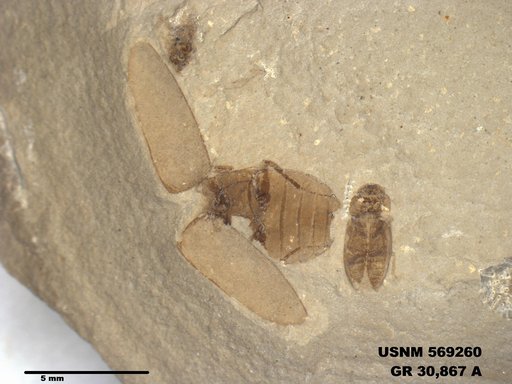 Insecta