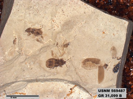 Genus sp