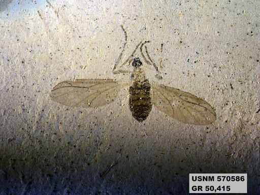 Insecta