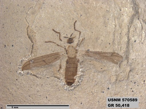 Insecta