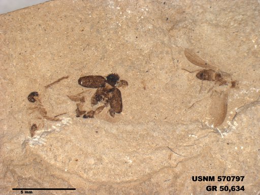 Tipula sp