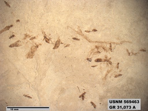 Genus sp