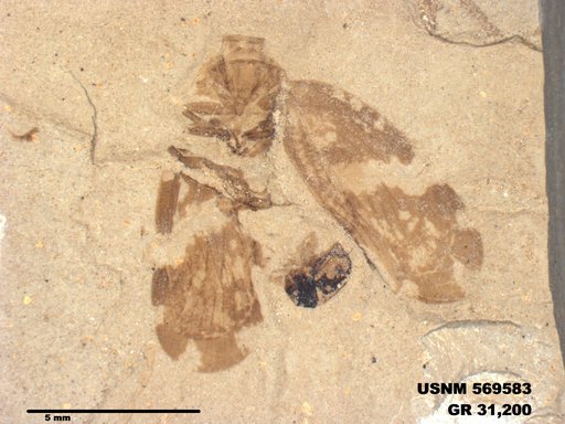 Genus sp