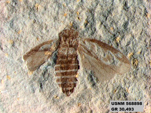 Genus sp
