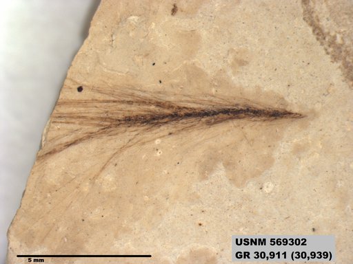 Insecta
