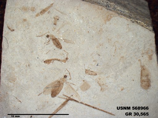Insecta