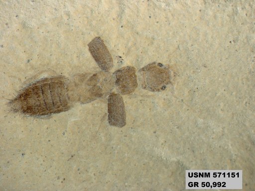 Insecta