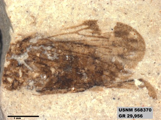 Genus sp