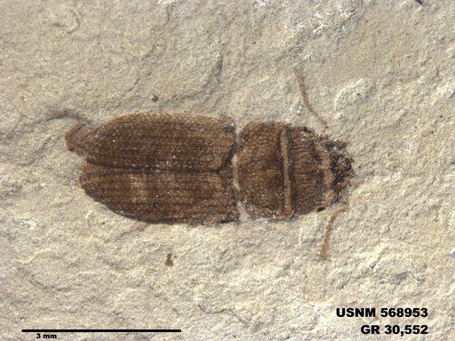 Insecta