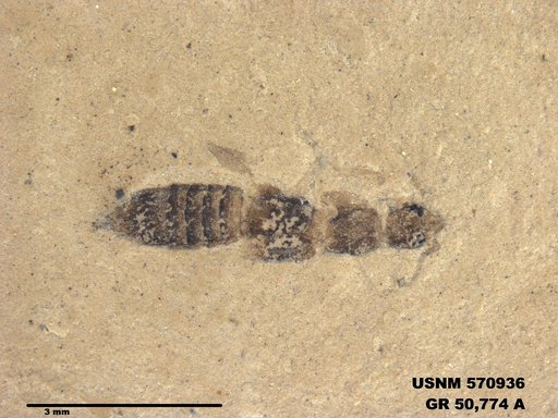 Insecta