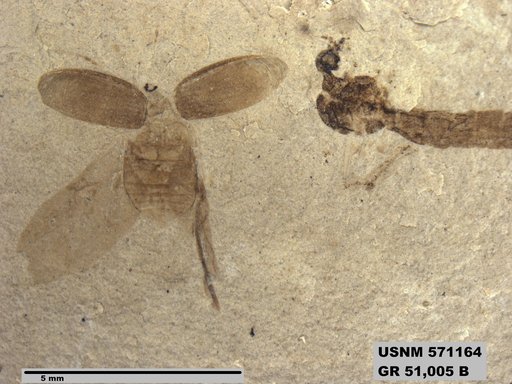 Genus sp