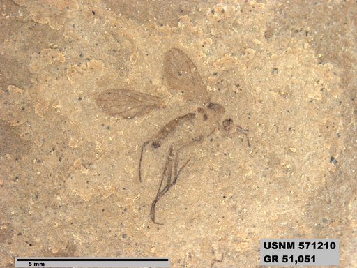 Insecta