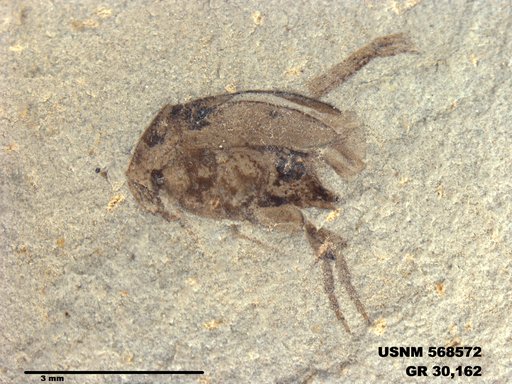 Insecta