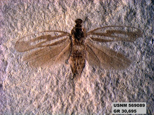 Genus sp