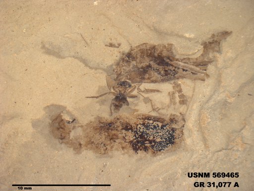Tipula sp