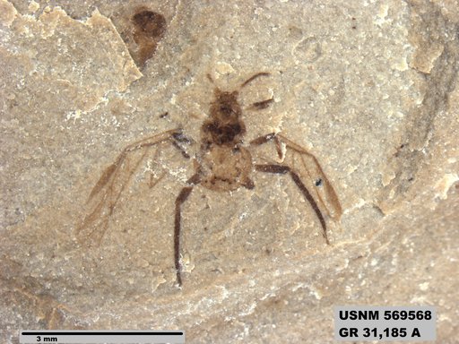 Genus sp