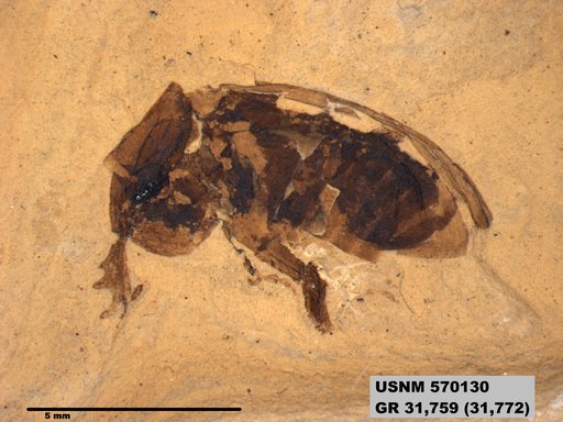 Insecta