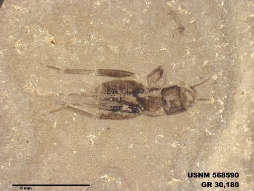 Insecta