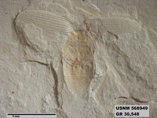 Insecta