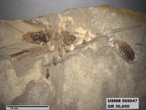 Genus sp