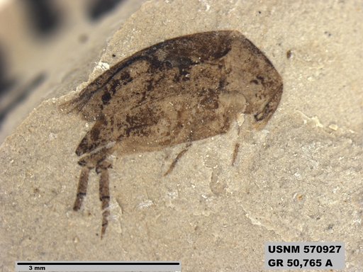 Insecta