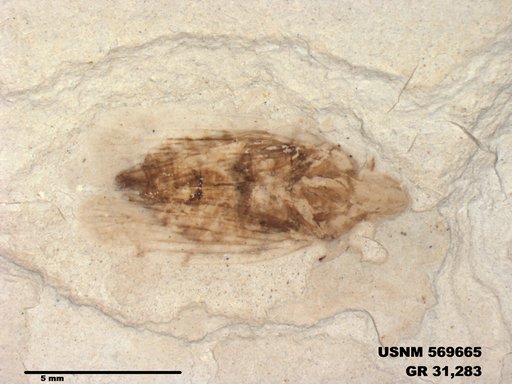 Genus sp