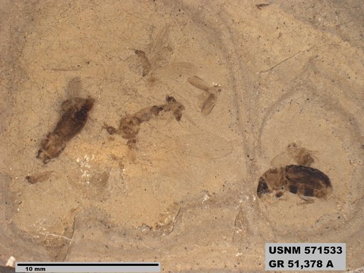 Genus sp