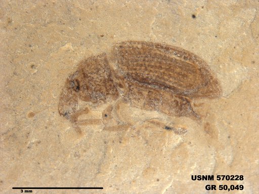 Insecta