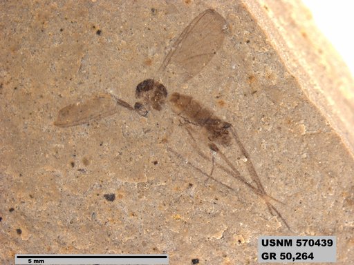 Genus sp