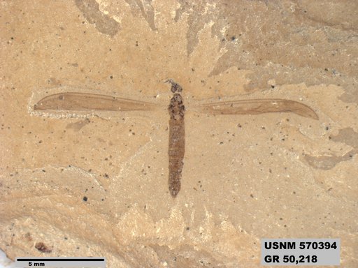 Genus sp