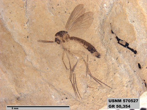Insecta