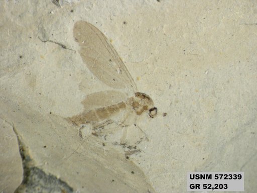 Insecta