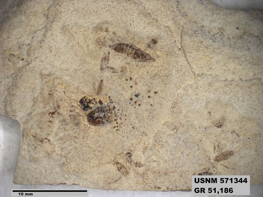 Genus sp
