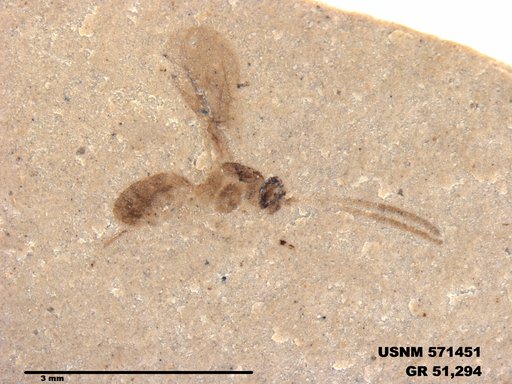 Insecta