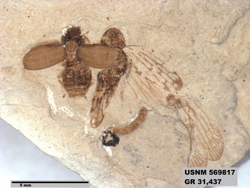 Genus sp