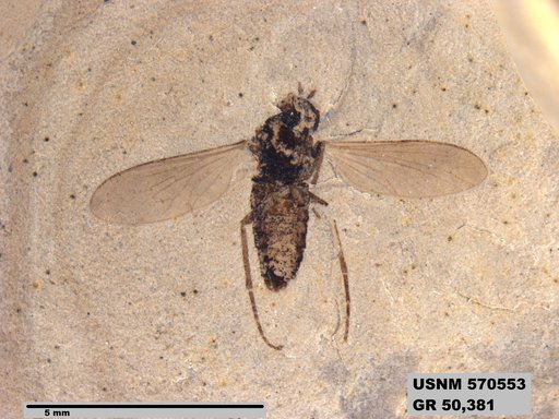 Genus sp