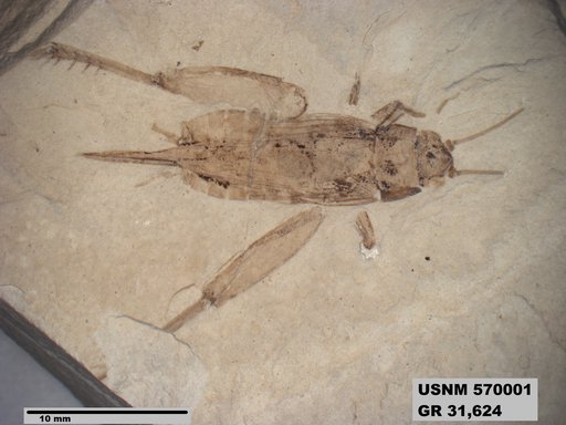 Genus sp