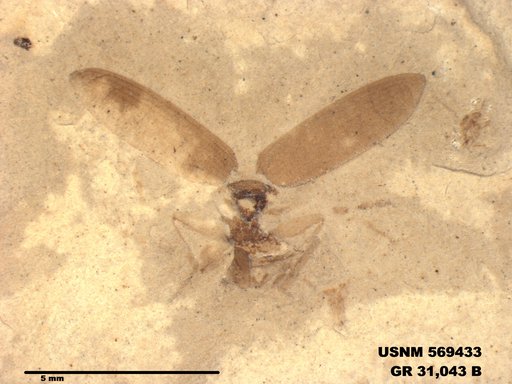 Genus sp